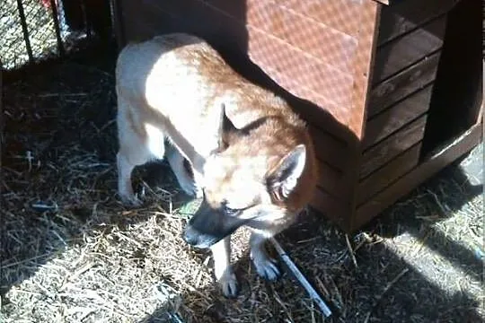 Radosna Rysia, urocza suczka szuka domu, który nau