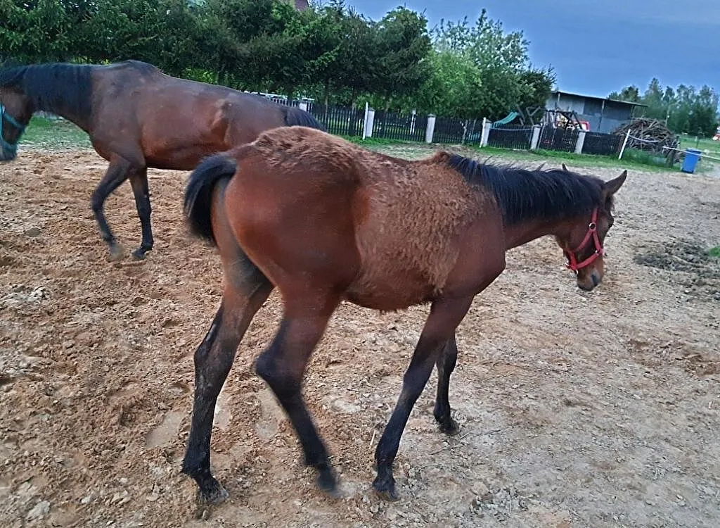 klacz KAFKA VD HEFFINCK x VERDI TN źrebna ogierem Nevados S!, ,