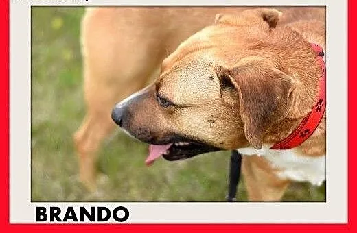 BRANDO,średni,przyjazny,towarzyski,wesoły pies.ADO