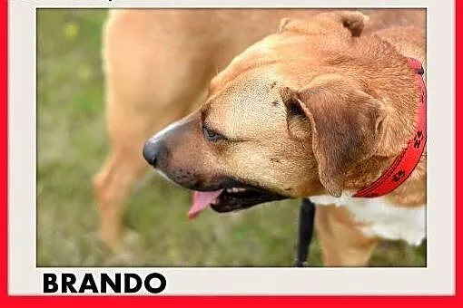 BRANDO,średni,przyjazny,towarzyski,wesoły pies.ADO
