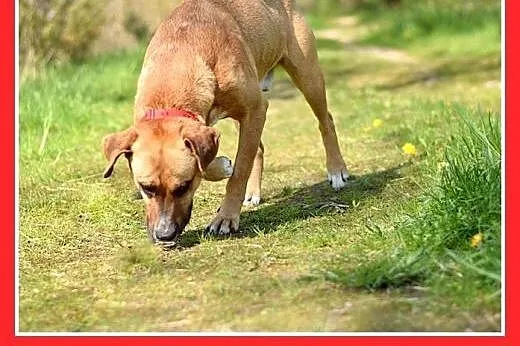 BRANDO,średni,przyjazny,towarzyski,wesoły pies.ADO