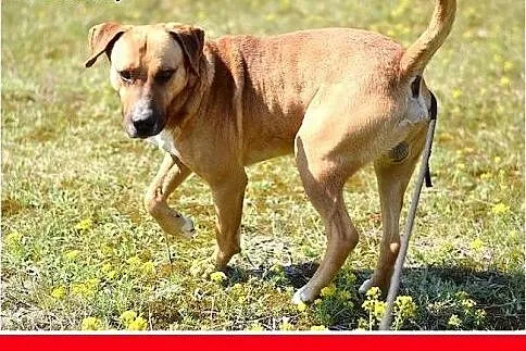 BRANDO,średni,przyjazny,towarzyski,wesoły pies.ADO