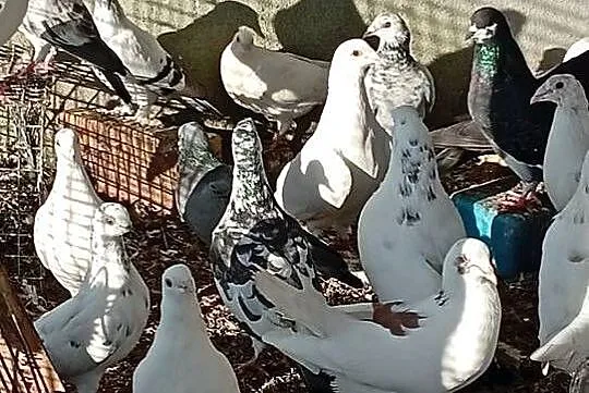 Sprzedam gołebie ozdobne i pocztowe, Lubuskie, Lubiszyn