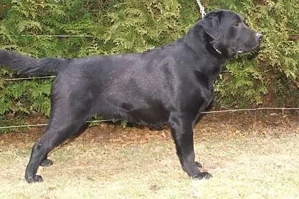 Labrador Retriever czarne szczenięta,  podkarpacki