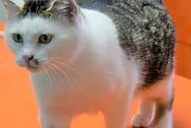 PUSIA- kotka z białaczką szuka domu bez innych kot, Mszczonów