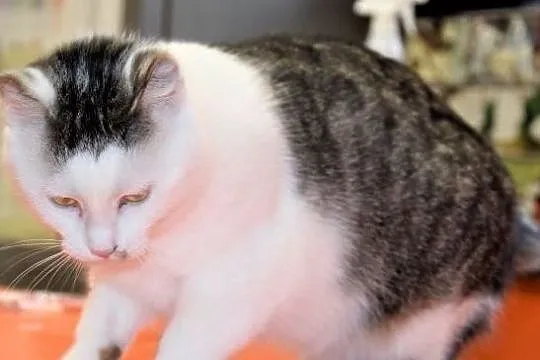 PUSIA- kotka z białaczką szuka domu bez innych kot, Mszczonów