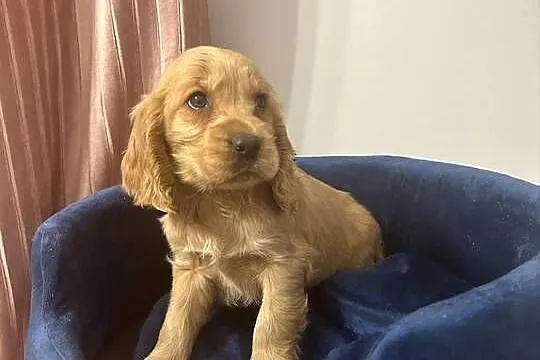 Cocker Spaniel Angielski piesek, Pomorskie, Starogard Gdański