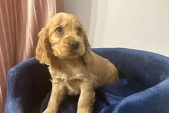 Cocker Spaniel Angielski piesek, Pomorskie, Starogard Gdański