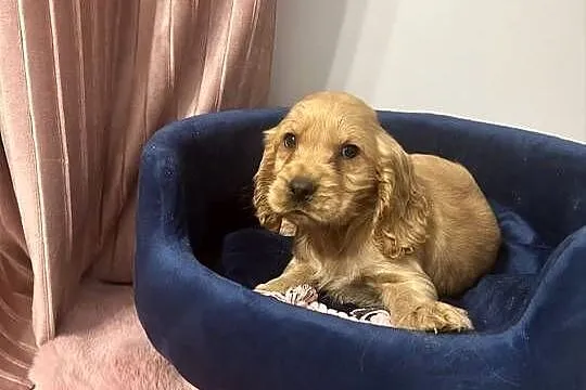 Cocker Spaniel Angielski piesek, Pomorskie, Starogard Gdański