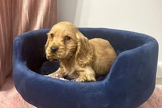 Cocker Spaniel Angielski piesek, Pomorskie, Starogard Gdański