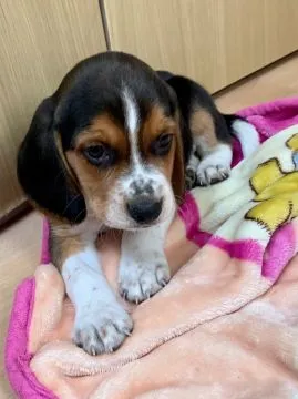 Szczeniaki beagle.  Whatsapp +37065391730  Szczeniaki beagle, , london