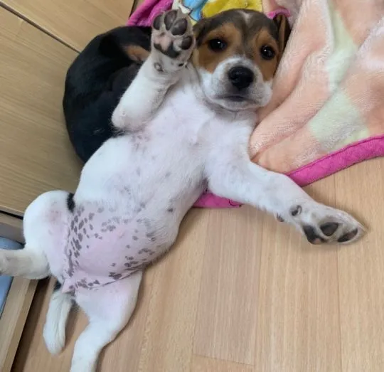 Szczeniaki beagle.  Whatsapp +37065391730  Szczeniaki beagle, , london
