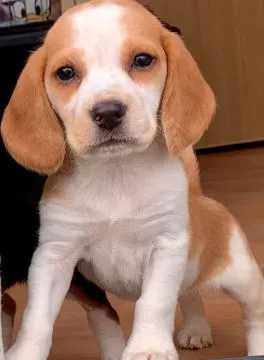 Szczeniaki beagle.  Whatsapp +37065391730  Szczeniaki beagle, , london