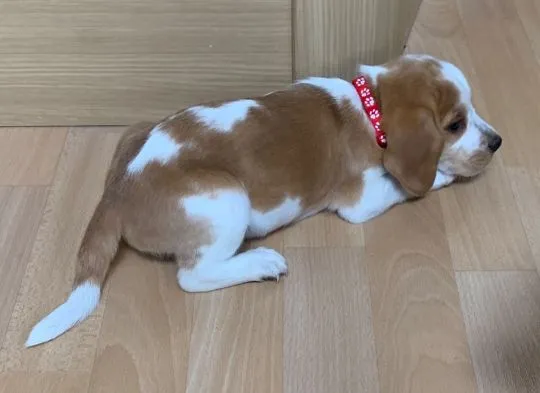 Szczeniaki beagle.  Whatsapp +37065391730  Szczeniaki beagle, , london