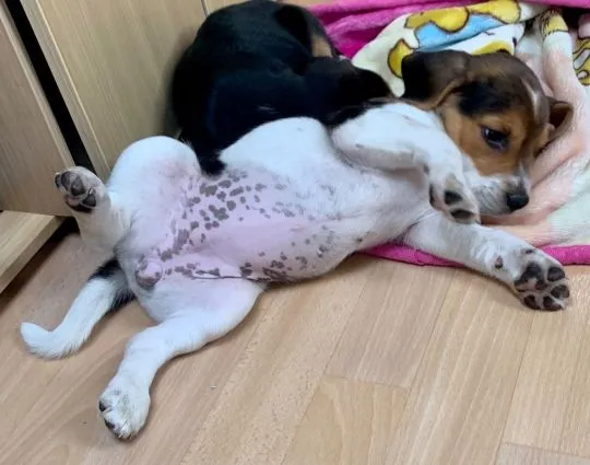 Szczeniaki beagle.  Whatsapp +37065391730  Szczeniaki beagle, , london