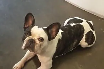 Looking for a female french bulldog