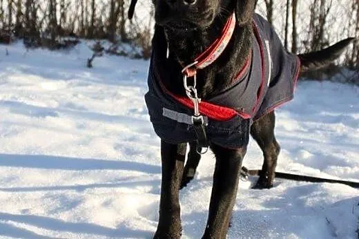 Aston młody piesek w typie labradora szuka wspaniałego domku,  mazowieckie Warszawa
