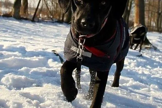 Aston młody piesek w typie labradora szuka wspania