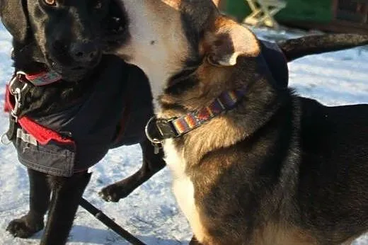 Aston młody piesek w typie labradora szuka wspania
