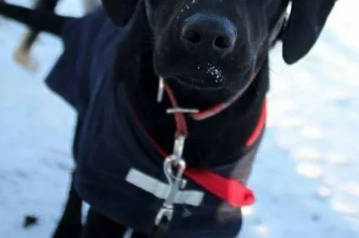 Aston młody piesek w typie labradora szuka wspania