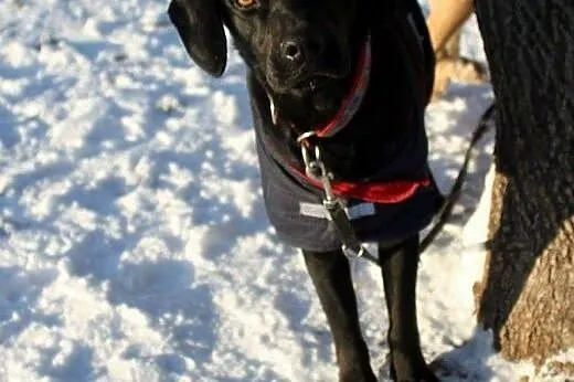 Aston młody piesek w typie labradora szuka wspania