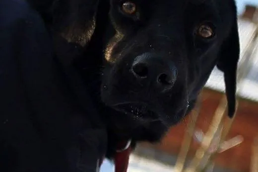 Aston młody piesek w typie labradora szuka wspania