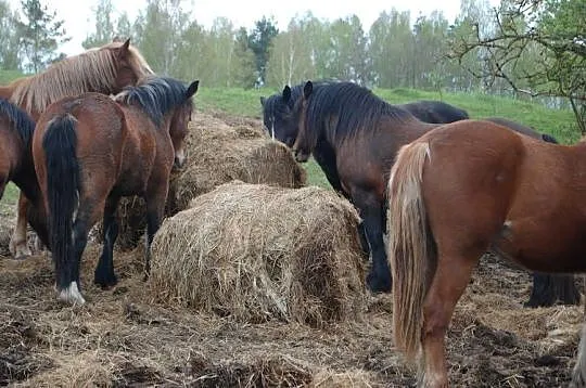 klacze zimnokrwiste, Podlaskie, Giby
