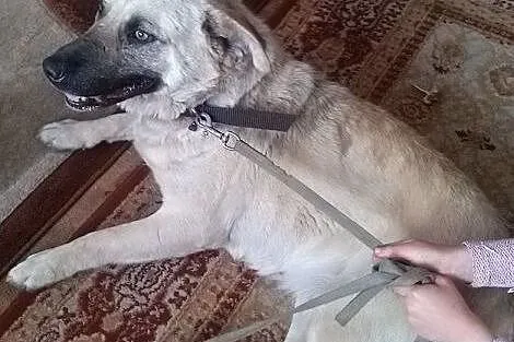 Matylda do adopcji,  pomorskie Rumia