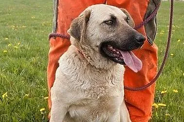 Matylda do adopcji,  pomorskie Rumia