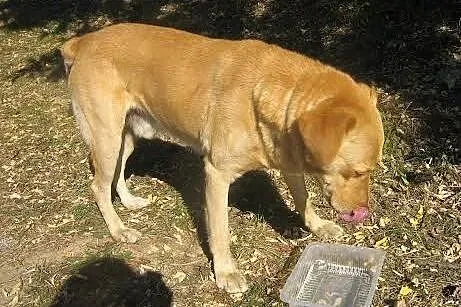 Maks - strażnik domu, idealny przyjaciel do adopcj