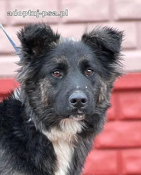 MOON - śliczny niedźwiadek do adopcji