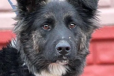 MOON - śliczny niedźwiadek do adopcji