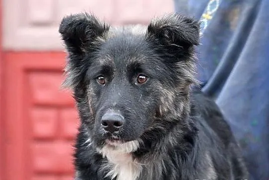 MOON - śliczny niedźwiadek do adopcji