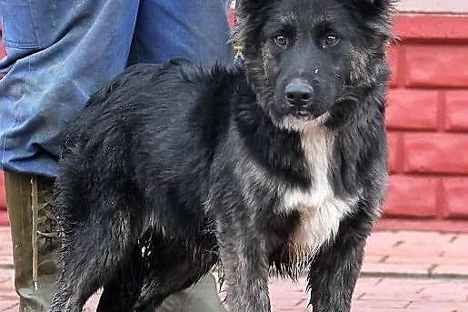 MOON - śliczny niedźwiadek do adopcji