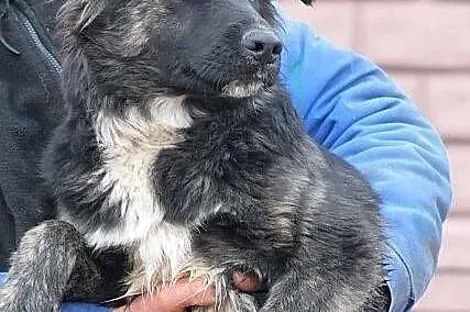 MOON - śliczny niedźwiadek do adopcji