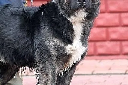 MOON - śliczny niedźwiadek do adopcji