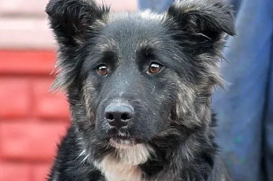 MOON - śliczny niedźwiadek do adopcji