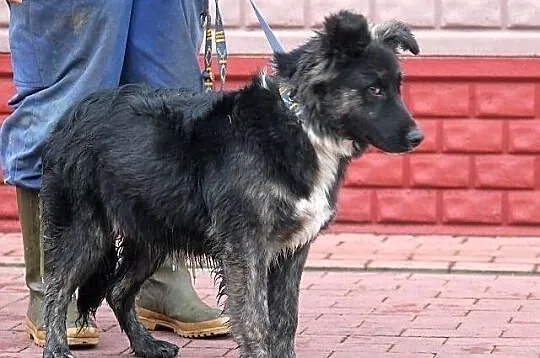 MOON - śliczny niedźwiadek do adopcji