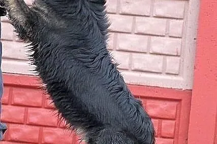 MOON - śliczny niedźwiadek do adopcji