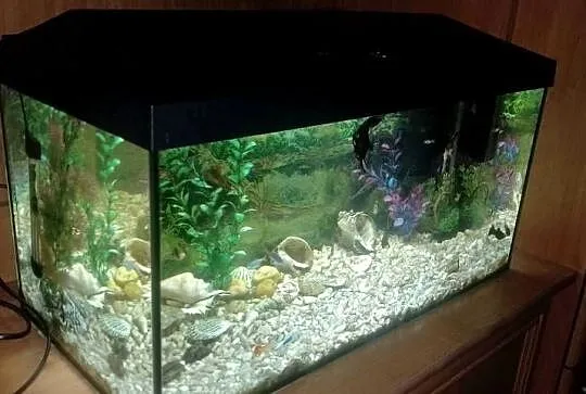 Akwarium aquael 55 litra+Rybki