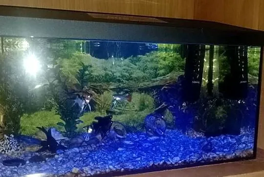 Akwarium aquael 55 litra+Rybki, Świętokrzyskie, Czarzyzna