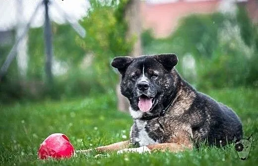 APE kocha, APSIK lubi - ten pies nigdy się nie znu