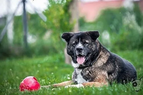 APE kocha, APSIK lubi - ten pies nigdy się nie znu