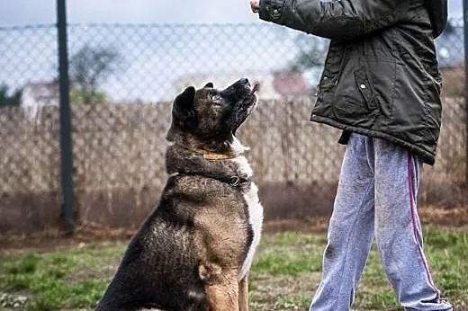 APE kocha, APSIK lubi - ten pies nigdy się nie znu