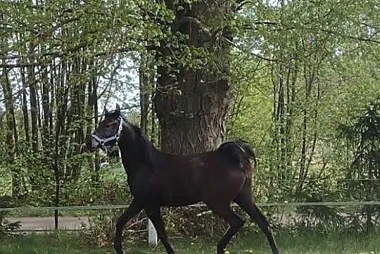 Na sprzedaż klacz czystej krwi arabskiej, Pomorskie, Przechlewo