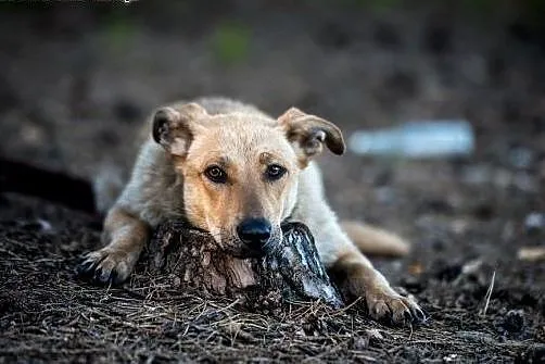 KURKA - złota suńka czeka na człowieka,  mazowieck