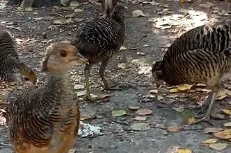 Do sprzedania bażanty, Lubelskie, Tarzymiechy Trzecie