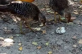 Do sprzedania bażanty, Lubelskie, Tarzymiechy Trzecie