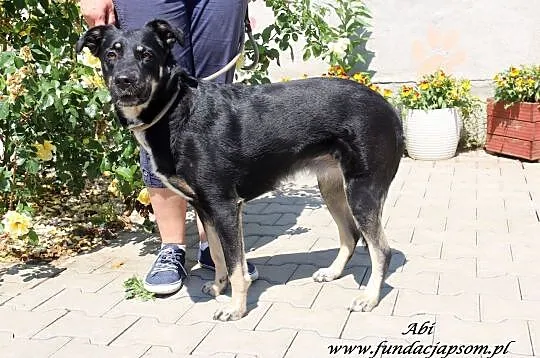 Abi - sympatyczna sunia, Mazowieckie, Nowy Dwór Mazowiecki