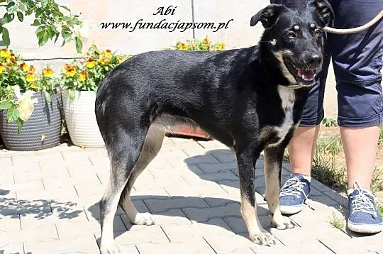 Abi - sympatyczna sunia, Mazowieckie, Nowy Dwór Mazowiecki